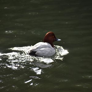 Common Pochard ~ Imperial Palace Moat