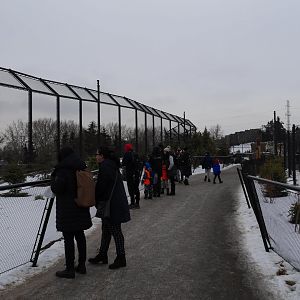 Wild Canada - Polar bear checking out caribou