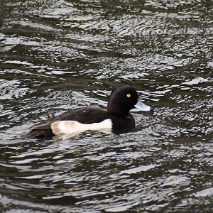 Greater Scaup ~ Imperial Palace Moat