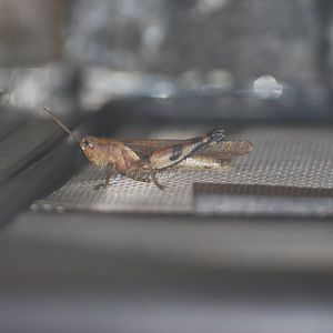 Unidentified Cameroonian grasshopper at The Bug Parc