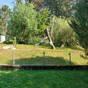 Nepalese red panda enclosure