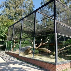 Collared mangabey enclosure