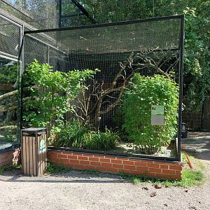Red-browed amazon aviary