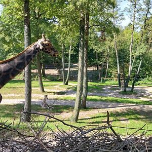 Rotschildt's giraffe enclosure