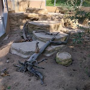 Meerkat enclosure