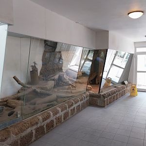 Giraffe House - Meerkat enclosure