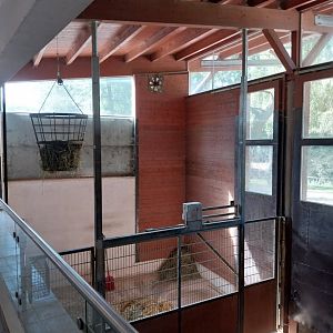 Giraffe House - Bull enclosure