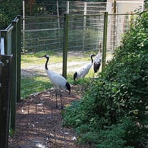 Red-crowned crane (Grus japonensis)