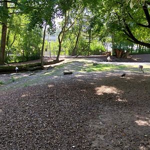 Western sitatunga enclosure