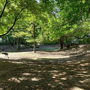 Western sitatunga enclosure