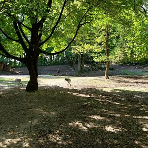 Western sitatunga enclosure