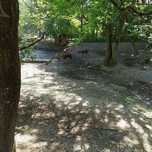 Western sitatunga enclosure