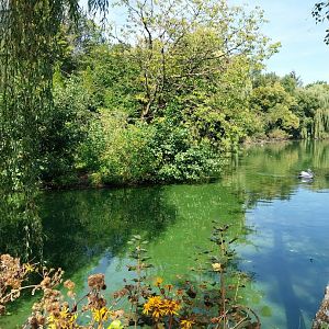 White-handed gibbon island