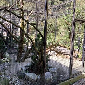 Temminck tragopan aviary