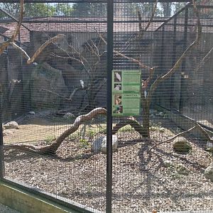 Lesser sulphur-crested cockatoo and Lord Derbyan's parakeet aviary