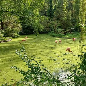 Greater flamingo (Phoenicopterus roseus)
