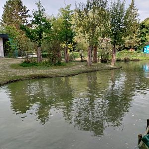South American tapir and capybara enclosure