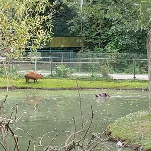 South American tapir and capybara enclosure