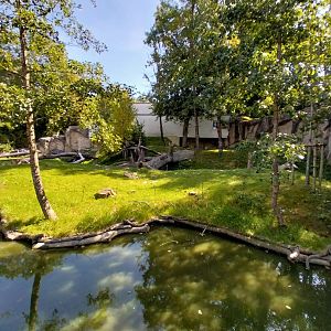 Western gorilla enclosure