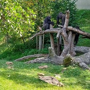 Western lowland gorilla (Gorilla gorilla gorilla)