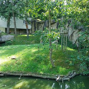 Western gorilla enclosure