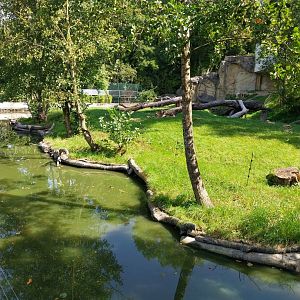Western gorilla enclosure