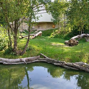 Western gorilla enclosure