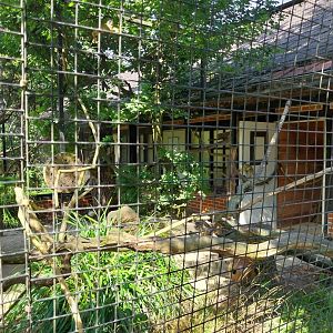 Bolvian squirrel monkey enclosure