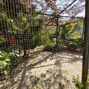 Wrinkled hornbill aviary