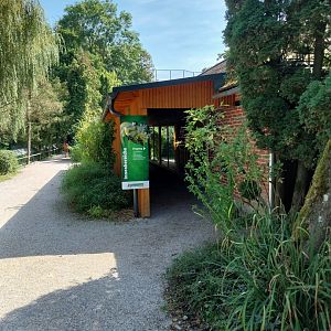 Bolivian squirrel monkey backside viewing point