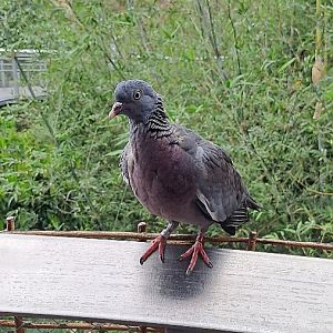 Common Wood Pigeon (Columba palumbus)