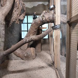 Silvery-cheekd hornbill (Bycanistes brevis)