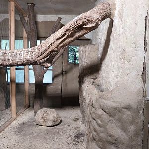 Silvery-cheekd hornbill (Bycanistes brevis)