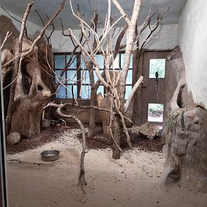 Red-billed blue magpie and Palawan peacock pheasant enclosure