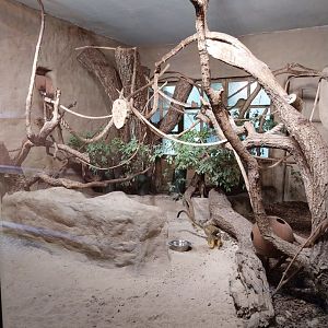 Bolivian squirrel monkey and Central American aguti enclosure