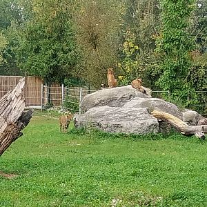 South African cheetah (Acinonyx jubatus jubatus)