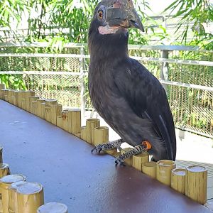 Luzon Hornbill(Penelopides manillae)