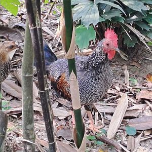 Grey Junglefowl (Gallus sonneratii)