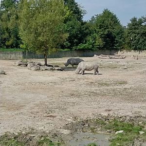 Southern Africa savannah - Southern white rhino (Ceratothorium simum simum)
