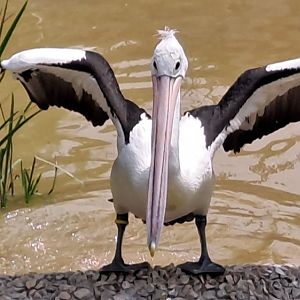 Australian Pelican (Pelecanus conspicillatus)