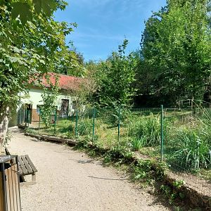 Southern cassowary enclosure