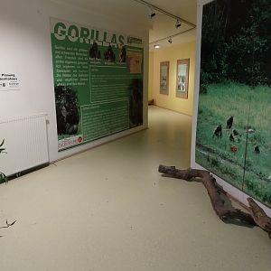 Inside the Gorilla Bai