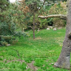Giant aviary - Steller's sea eagle (Haliaeetus pelagicus)
