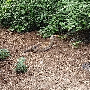 Giant aviary - Red-legged seriema (Cariama cristata)