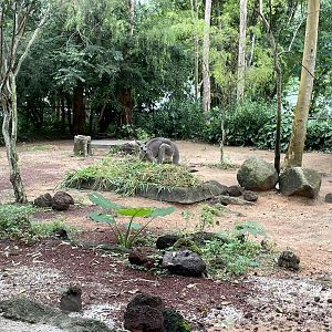 Australasia - Eastern Grey Kangaroo (Macropus giganteus)