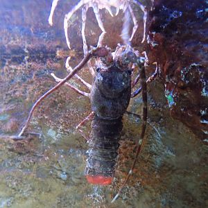Lobster? ID - Mořský svět (Sea world) Praha - 2015