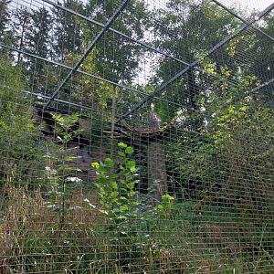 Martial eagle aviary - Palm-nut vulture (Gypohierax angolensis)