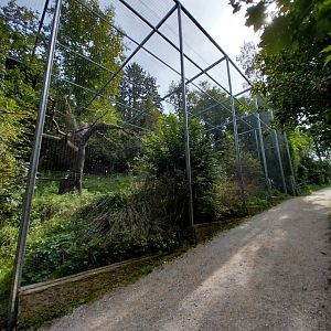 Martial eagle aviary