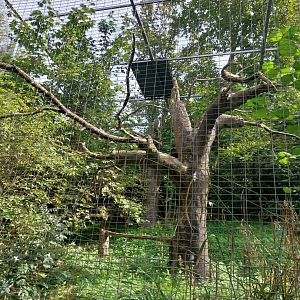 Martial eagle avariy - Martial eagle (Polemaetus bellicosus)