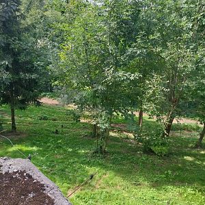 Tiger taiga - First enclosure